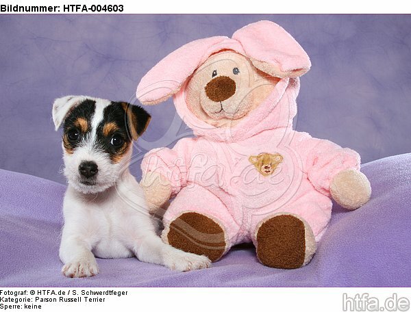Parson Russell Terrier Welpe / parson russell terrier puppy / HTFA-004603