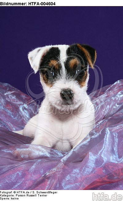 Parson Russell Terrier Welpe / parson russell terrier puppy / HTFA-004604