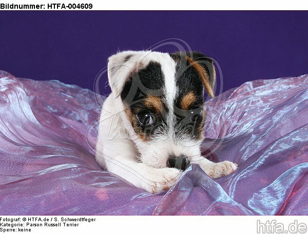 Parson Russell Terrier Welpe / parson russell terrier puppy / HTFA-004609