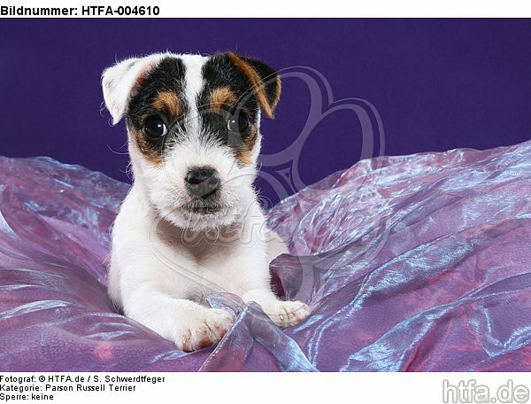 Parson Russell Terrier Welpe / parson russell terrier puppy / HTFA-004610