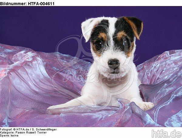 Parson Russell Terrier Welpe / parson russell terrier puppy / HTFA-004611
