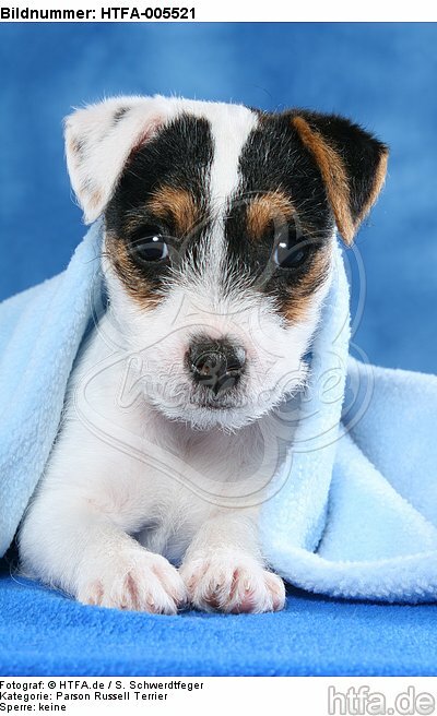 Parson Russell Terrier Welpe / parson russell terrier puppy / HTFA-005521