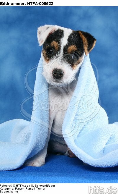 Parson Russell Terrier Welpe / parson russell terrier puppy / HTFA-005522