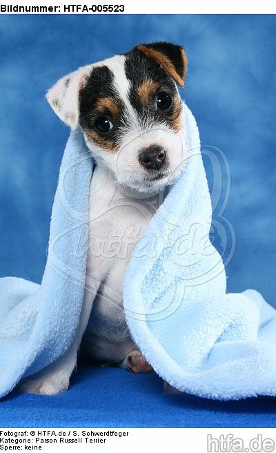 Parson Russell Terrier Welpe / parson russell terrier puppy / HTFA-005523