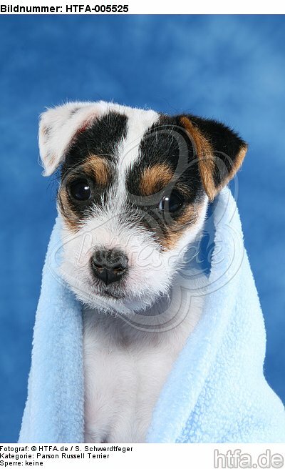 Parson Russell Terrier Welpe / parson russell terrier puppy / HTFA-005525
