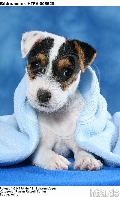 Parson Russell Terrier Welpe / parson russell terrier puppy / HTFA-005526