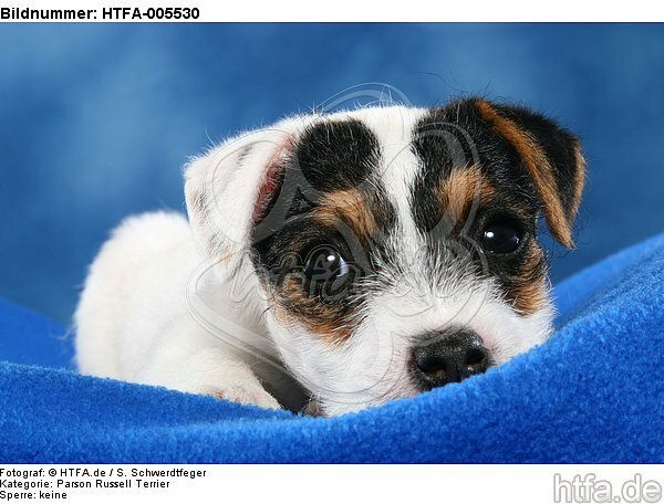 Parson Russell Terrier Welpe / parson russell terrier puppy / HTFA-005530