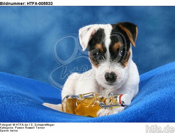 Parson Russell Terrier Welpe / parson russell terrier puppy / HTFA-005533