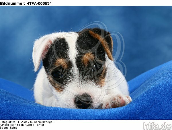 Parson Russell Terrier Welpe / parson russell terrier puppy / HTFA-005534