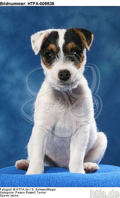 Parson Russell Terrier Welpe / parson russell terrier puppy / HTFA-005538