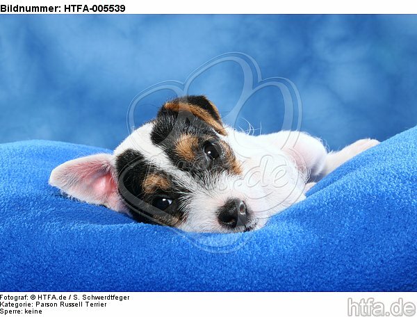Parson Russell Terrier Welpe / parson russell terrier puppy / HTFA-005539