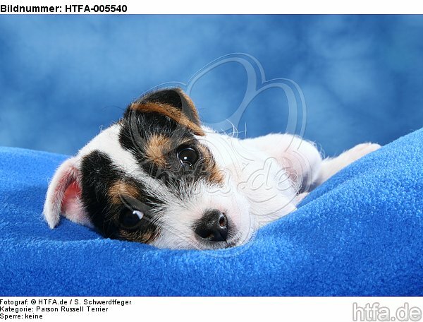 Parson Russell Terrier Welpe / parson russell terrier puppy / HTFA-005540