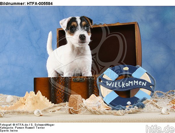 Parson Russell Terrier Welpe / parson russell terrier puppy / HTFA-005584