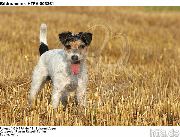 Parson Russell Terrier / HTFA-006361