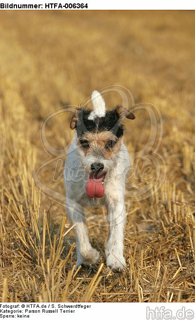 Parson Russell Terrier / HTFA-006364