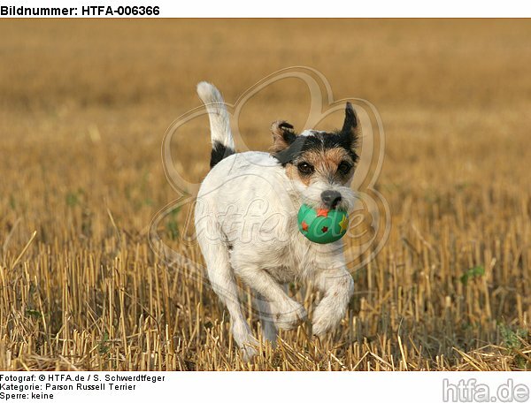 Parson Russell Terrier / HTFA-006366