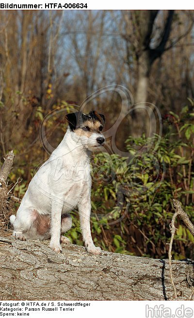 Parson Russell Terrier / HTFA-006634