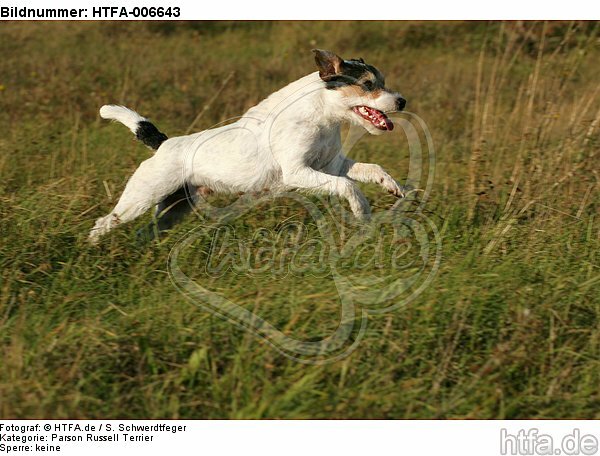 Parson Russell Terrier / HTFA-006643
