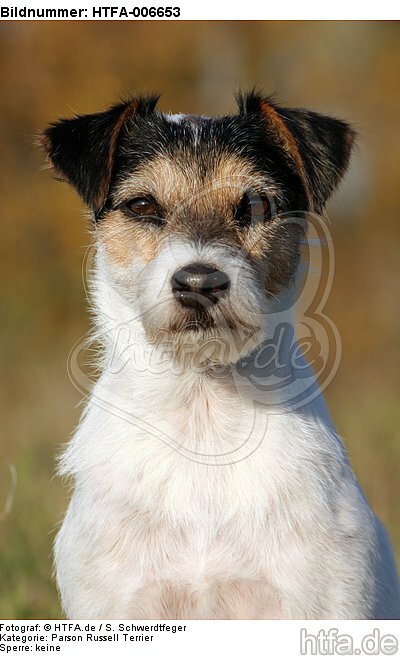 Parson Russell Terrier / HTFA-006653