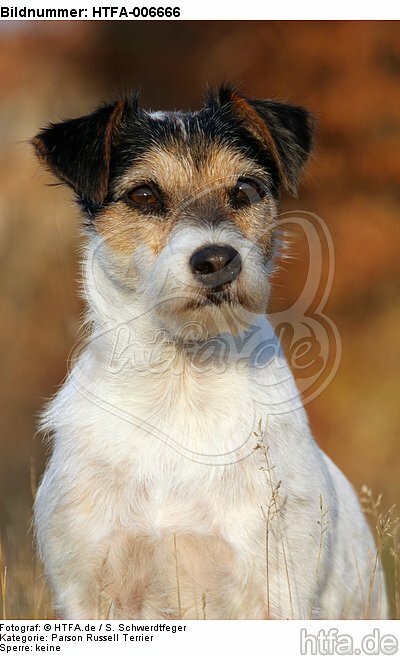 Parson Russell Terrier / HTFA-006666