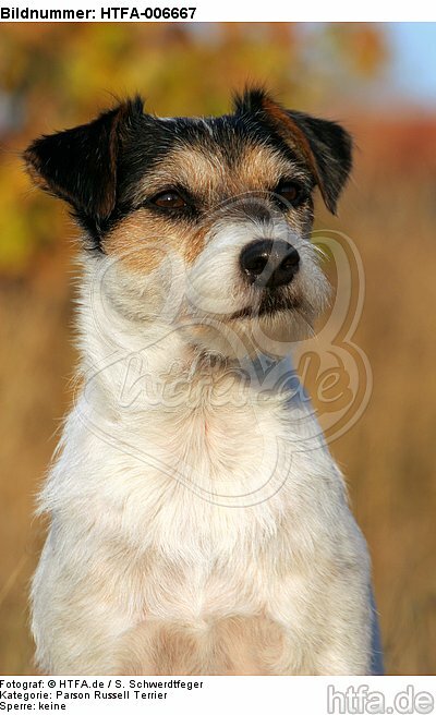 Parson Russell Terrier / HTFA-006667
