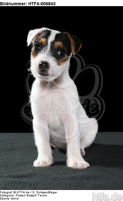 Parson Russell Terrier Welpe / parson russell terrier puppy / HTFA-006843