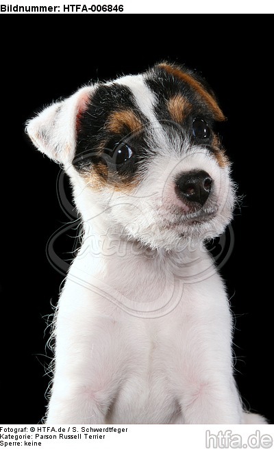 Parson Russell Terrier Welpe / parson russell terrier puppy / HTFA-006846