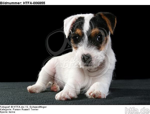 Parson Russell Terrier Welpe / parson russell terrier puppy / HTFA-006855