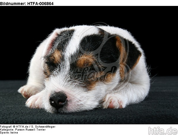 Parson Russell Terrier Welpe / parson russell terrier puppy / HTFA-006864