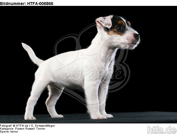 Parson Russell Terrier Welpe / parson russell terrier puppy / HTFA-006866
