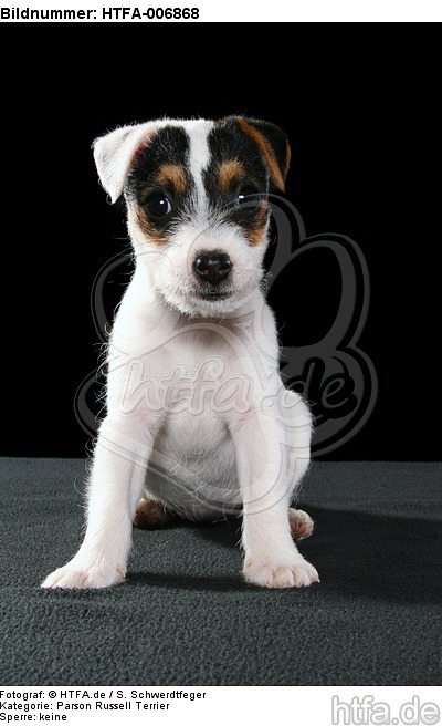Parson Russell Terrier Welpe / parson russell terrier puppy / HTFA-006868