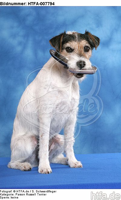Parson Russell Terrier / HTFA-007794
