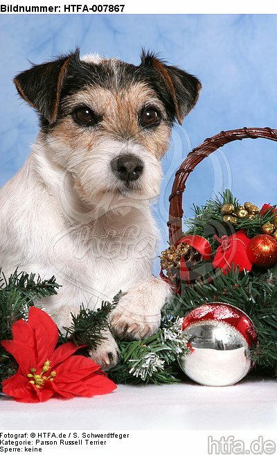 Parson Russell Terrier / HTFA-007867