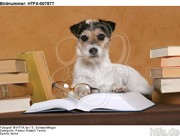Parson Russell Terrier / HTFA-007877