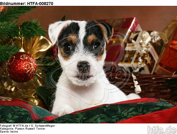 Parson Russell Terrier Welpe zu Weihnachten / PRT puppy at christmas / HTFA-008270