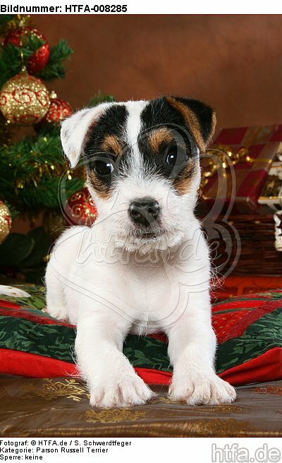 Parson Russell Terrier Welpe zu Weihnachten / PRT puppy at christmas / HTFA-008285