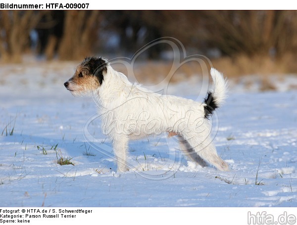Parson Russell Terrier im Schnee / prt in snow / HTFA-009007