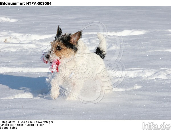 Parson Russell Terrier spielt im Schnee / PRT playing in snow / HTFA-009084