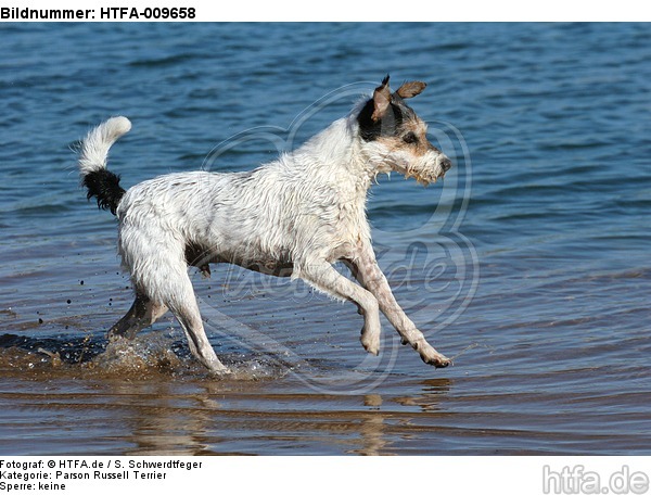 rennender Parson Russell Terrier / running PRT / HTFA-009658