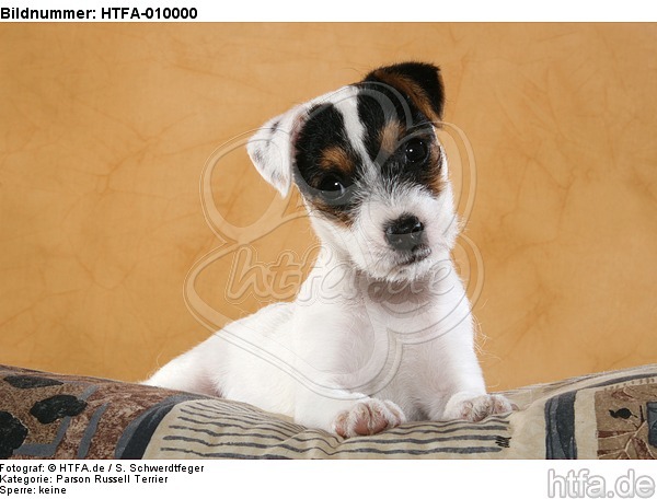 liegender Parson Russell Terrier Welpe / lying PRT puppy / HTFA-010000