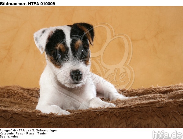 liegender Parson Russell Terrier Welpe / lying PRT puppy / HTFA-010009