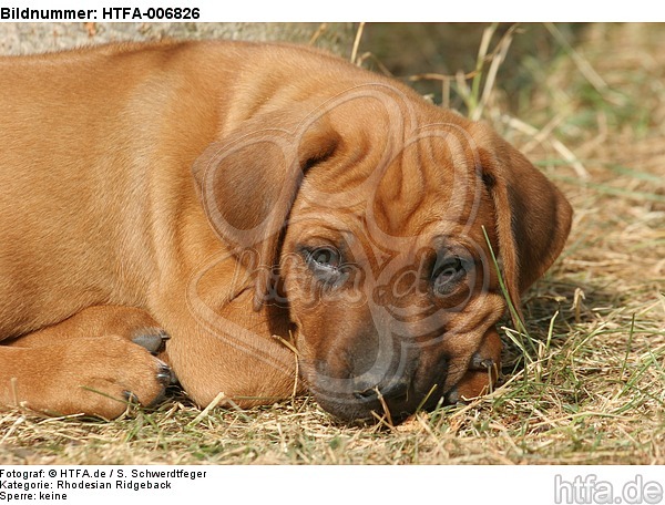 Rhodesian Ridgeback Welpe / rhodesian ridgeback puppy / HTFA-006826