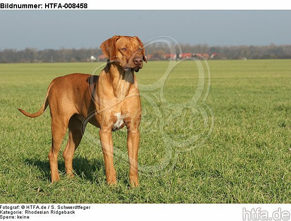 stehender Rhodesian Ridgeback / standing Rhodesian Ridgeback / HTFA-008458