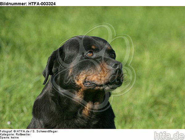 Rottweiler / HTFA-003324