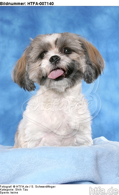 Shih Tzu / HTFA-007140