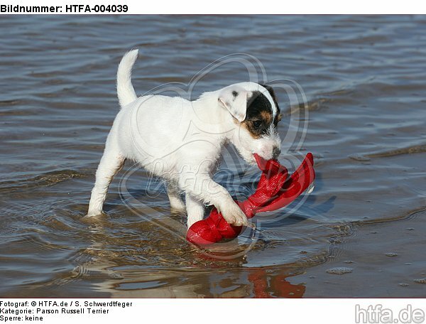 Parson Russell Terrier Welpe / parson russell terrier puppy / HTFA-004039