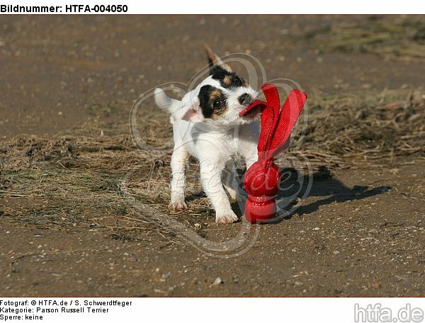 Parson Russell Terrier Welpe / parson russell terrier puppy / HTFA-004050