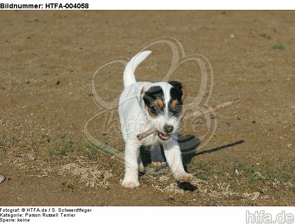 Parson Russell Terrier Welpe / parson russell terrier puppy / HTFA-004058