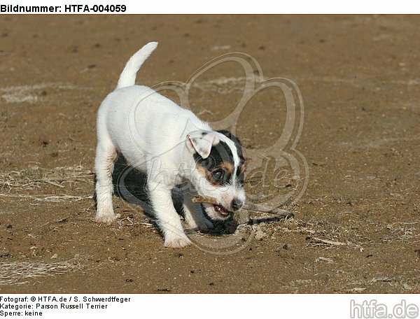 Parson Russell Terrier Welpe / parson russell terrier puppy / HTFA-004059