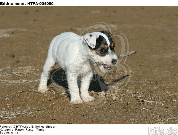 Parson Russell Terrier Welpe / parson russell terrier puppy / HTFA-004060